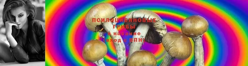 Галлюциногенные грибы Psilocybine cubensis  закладка  Заозёрный 